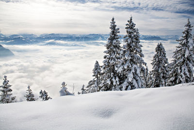 Pine trees on snow covered landscape against sky