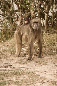 Monkeys sitting on field