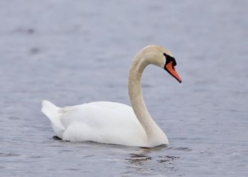 Swan floating on a lake