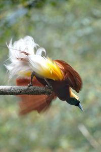 Close-up of bird perching on a feeder