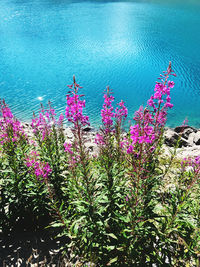 High angle view of pink flowering plant by lake