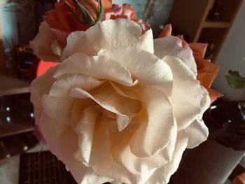 Close-up of white rose