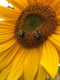 Close-up of bee pollinating on sunflower