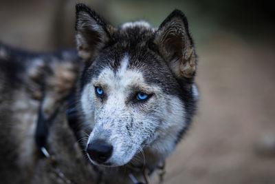 Close-up of wolf looking away