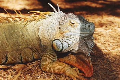 Close-up of lizard