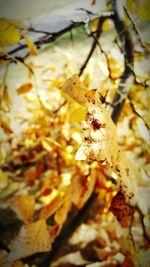 Close-up of leaves against blurred background