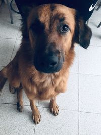 High angle portrait of dog on floor