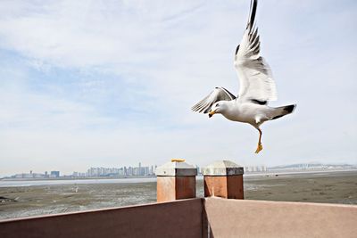 Seagull flying over sea against sky