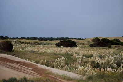 Scenic view of field against clear sky