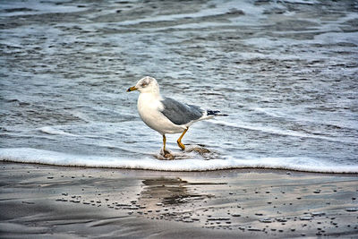 Seagull perching on shore