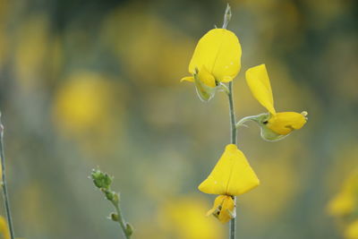 Close-up of yellow flowering plant