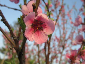 Close-up of pink cherry blossoms