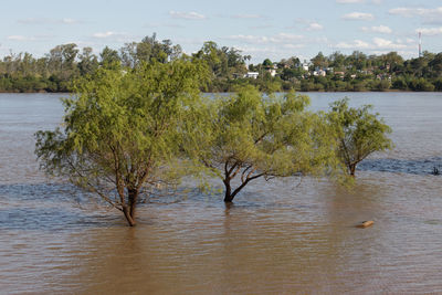 Trees by river against sky