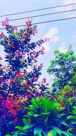 Low angle view of flower tree against sky