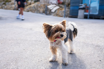 Portrait of dog