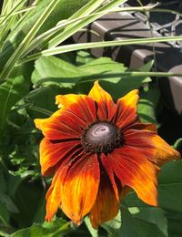 Close-up of orange flower blooming outdoors