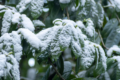 Close-up of snow on plants