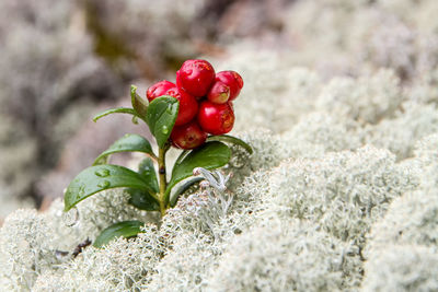 Close-up of red berries growing on plant