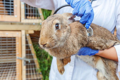 Veterinarian woman with stethoscope holding and examining rabbit on ranch