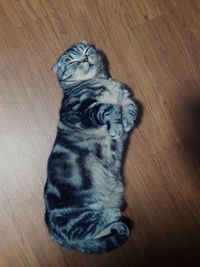High angle view of cat on wooden floor