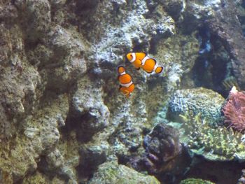 Fish swimming in sea