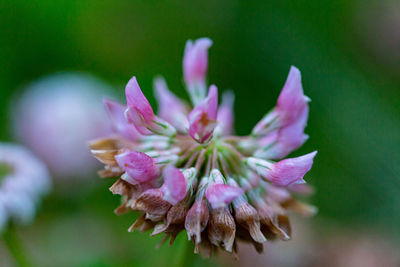 Close-up of pink flowering plant