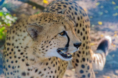 Close-up of a cat looking away