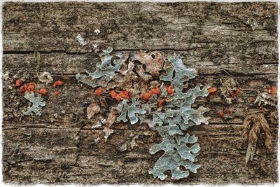 Full frame shot of old tree trunk