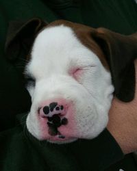 Close-up of dog lying on sofa