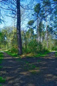 Road amidst trees in forest against sky