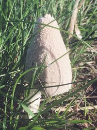 Close-up of fresh green plant in field