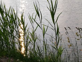 High angle view of plants growing in lake