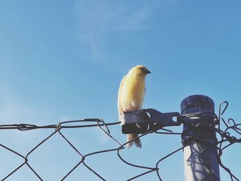 Low angle view of bird perching on metal against sky