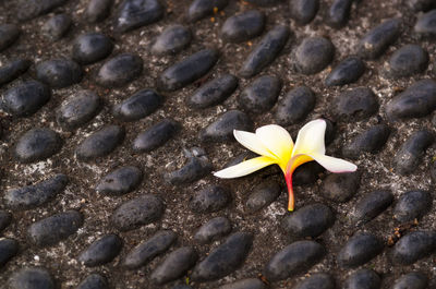 High angle view of frangipani on plant