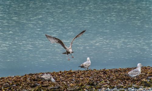 Seagulls flying over lake