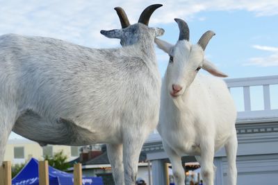 Close-up of a goats