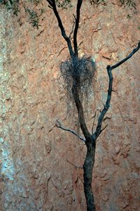 Full frame shot of tree trunk
