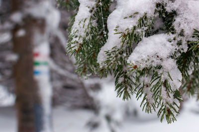 Close-up of snow covered pine tree