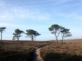 Trees on field against sky