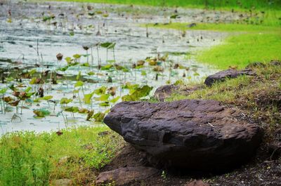 Scenic view of lake