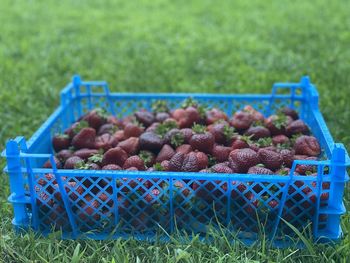 Close-up of fruits in basket