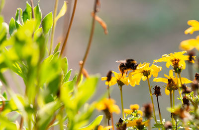 Bumble bee searching for food, macrophotography