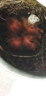 High angle view of fish in basket