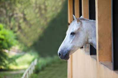 Close-up of horse in stable