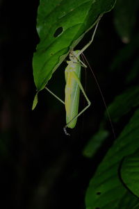 Close-up of insect on leaf