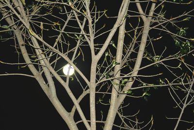 Low angle view of tree against sky at night