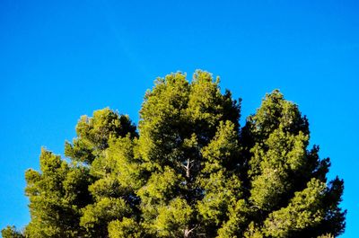 Low angle view of trees against blue sky