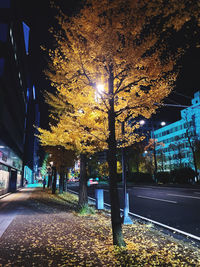 Illuminated street amidst trees at night
