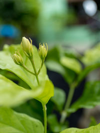 Close-up of  flowering plant