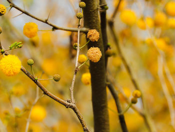 Close-up of yellow flowering plant